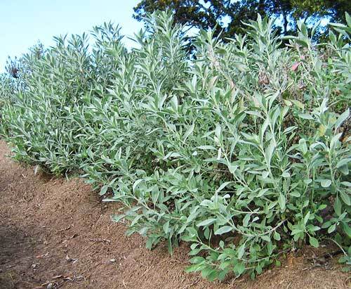 Smudge Stick - 7 blends to choose from - Aussie Grown - Picture 11 of 48