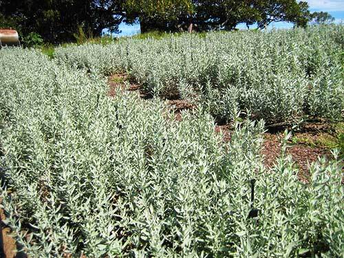 Smudge Stick - 7 blends to choose from - Aussie Grown - Picture 16 of 48