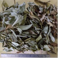 Lemon Myrtle - 100 grams