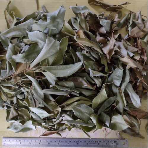 Lemon Myrtle - 100 grams